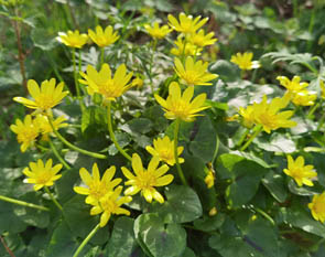 Ficaria verna